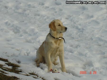 Golden Retriever Hunde Foto 19286 Golden Retriever Kerryline auf Beobachtungposten