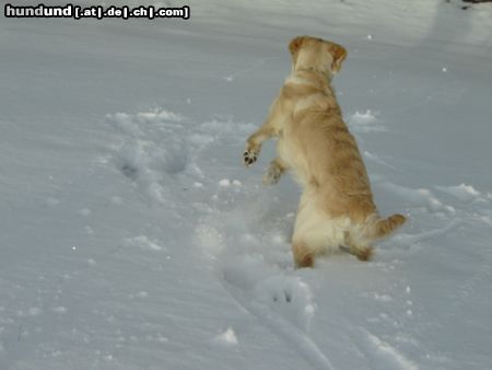 Golden Retriever Hunde Foto 19830 Golden Retriever Winter in Wien