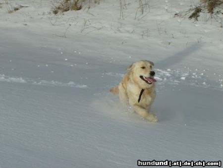 Golden Retriever Hunde Foto 19287 Golden Retriever Kerryline liebt den Schnee