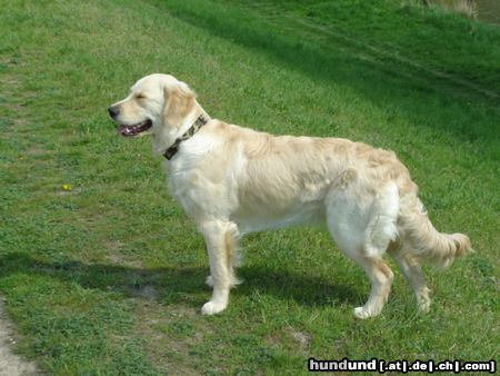 Golden Retriever Hunde Foto 20659 Golden Retriever Frühlngs sonne schnuppern