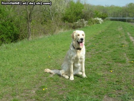 Golden Retriever Hunde Foto 20660 Golden Retriever Frühlngs sonne schnuppern