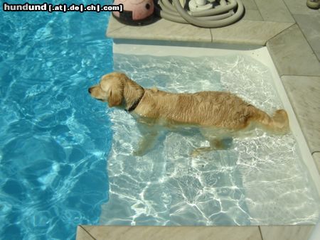 Golden Retriever Hunde Foto 21813 Golden Retriever ist das schön