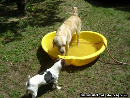 Golden Retriever Hunde Foto 22493 Golden Retriever willst auch rein?