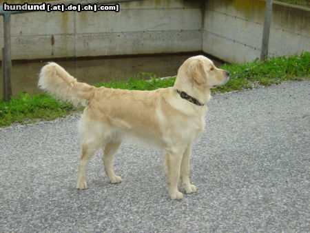 Golden Retriever Hunde Foto 24478 Golden Retriever Na bin ich nicht hübsch