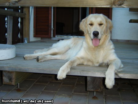 Golden Retriever Hunde Foto 24479 Golden Retriever Mein Lieblingsplatz