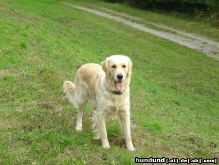 Golden Retriever Hunde Foto 26101 Golden Retriever Worauf wartest du?