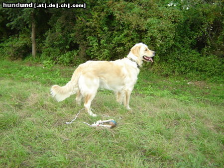 Golden Retriever Hunde Foto 26102 Golden Retriever Siehst du das was ich sehe?