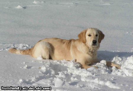 Golden Retriever Hunde Foto 18148 in höherer Auflösung ansehen Golden Retriever Kerry im Schnee