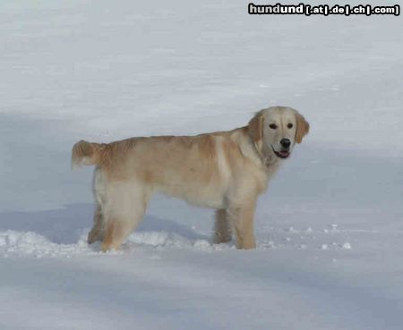 Golden Retriever Hunde Foto 18149 in höherer Auflösung ansehen Golden Retriever Das macht Spaß