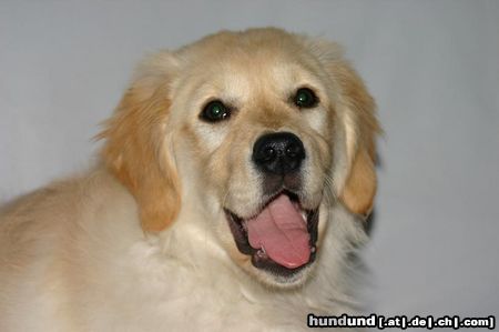 Golden Retriever Hunde Foto 19175 in höherer Auflösung ansehen Golden Retriever