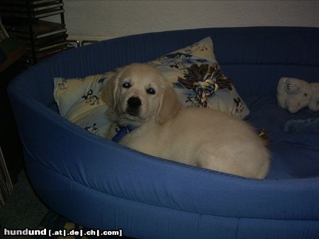 Golden Retriever Hunde Foto 16850 in höherer Auflösung ansehen Golden Retriever ich steh später auf,gute nacht
