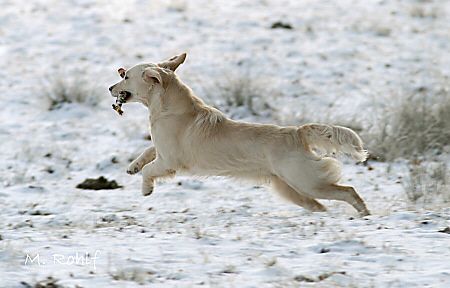 Golden Retriever Hunde Foto 1960 Golden Retriever Spass im Schnee!