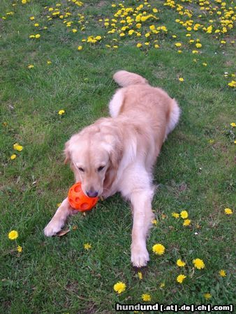 Golden Retriever Hunde Foto 13446 Golden Retriever Cico 2,5 Jahre