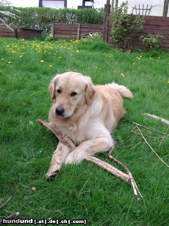 Golden Retriever Hunde Foto 13447 Golden Retriever Cico 2,5 Jahre