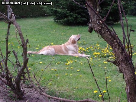 Golden Retriever Hunde Foto 13448 Golden Retriever Cico 2,5 Jahre