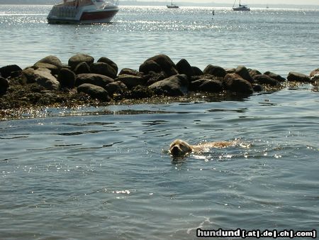 Golden Retriever Hunde Foto 14640 Golden Retriever Cico - is meine Lieblingsbeschäftigung.... -