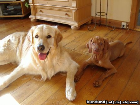 Golden Retriever Hunde Foto 14641 Golden Retriever Cico u Lena - sind wir zwei nicht der absolute Wahnsinn???? - ....