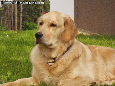Golden Retriever Hunde Foto 14738 Golden Retriever Ein Aufpasser und Kuschelbär zu gleich