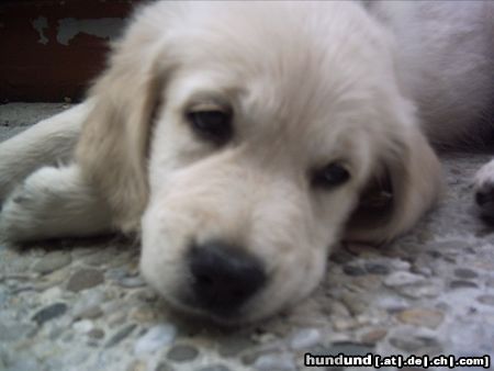 Golden Retriever Hunde Foto 16852 Golden Retriever ich bin ja sooo müde