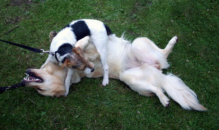 Golden Retriever Hunde Foto 38898 in höherer Auflösung ansehen Golden Retriever Mira beim spielen