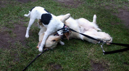 Golden Retriever Hunde Foto 38899 in höherer Auflösung ansehen Golden Retriever Mira beim spielen