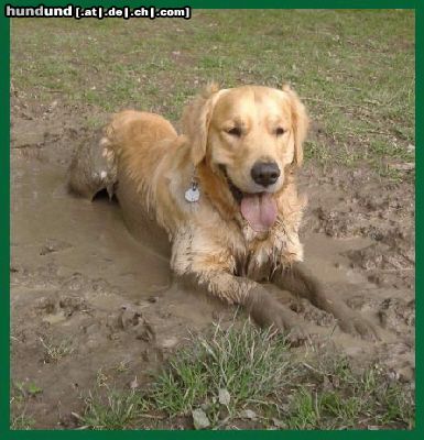 Golden Retriever Hunde Foto 18983 Golden Retriever Leute, so ein Schlammbad ist das was Herrliches, Euer Max