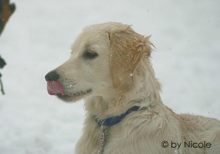 Golden Retriever Hunde Foto 28011 in höherer Auflösung ansehen Golden Retriever merlin_10