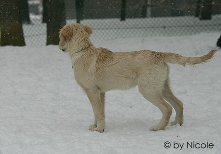 Golden Retriever Hunde Foto 28012 in höherer Auflösung ansehen Golden Retriever merlin_4