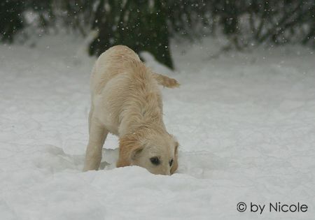 Golden Retriever Hunde Foto 28013 in höherer Auflösung ansehen Golden Retriever merlin_7