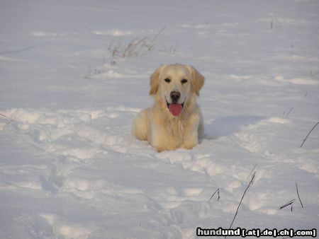 Golden Retriever Hunde Foto 18941 in höherer Auflösung ansehen Golden Retriever Merlin im Schnee