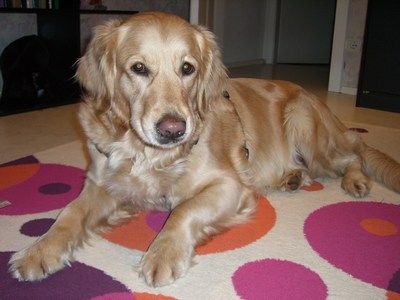 Golden Retriever Hunde Foto 28969 Golden Retriever Cora Spatzerl (2)