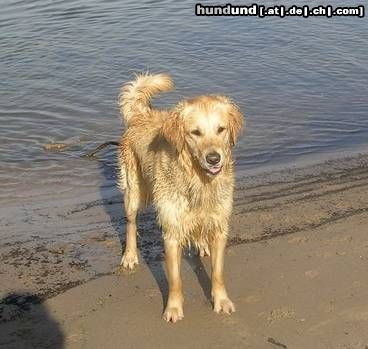 Golden Retriever Hunde Foto 21180 Golden Retriever Cora 05/05