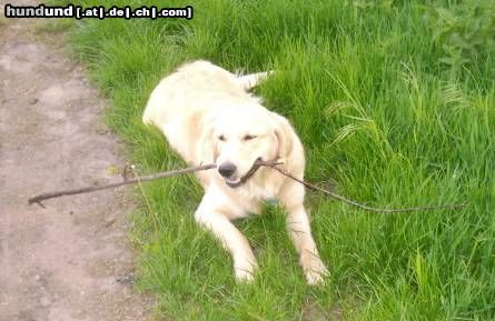 Golden Retriever Hunde Foto 11438 Golden Retriever Cora (11 Mon.)