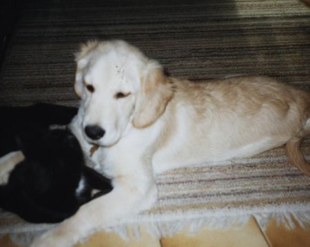 Golden Retriever Hunde Foto 2130 Golden Retriever Sandy mit dem Schwarzen Kater Sydney