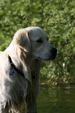 Golden Retriever Hunde Foto 40204 in höherer Auflösung ansehen Golden Retriever ?