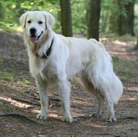 Golden Retriever Hunde Foto 40203 in höherer Auflösung ansehen Golden Retriever ....und jetzt?