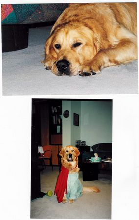 Golden Retriever Hunde Foto 2439 Golden Retriever Nelson 7 Jahre alt