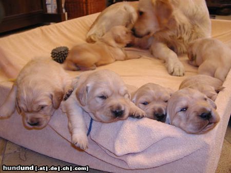 Golden Retriever Hunde Foto 2682 Golden Retriever
