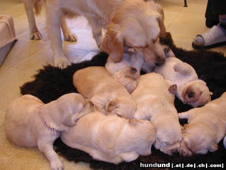 Golden Retriever Hunde Foto 2683 Golden Retriever