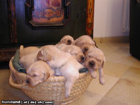 Golden Retriever Hunde Foto 2684 Golden Retriever