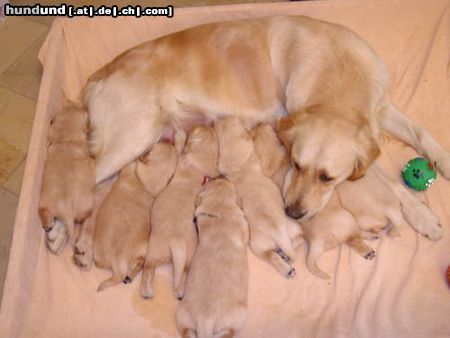 Golden Retriever Hunde Foto 2685 Golden Retriever