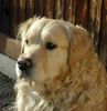 Golden Retriever Foto: Mambo_2 (ID 6317) Golden Retriever Hund