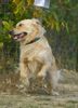 Golden Retriever Foto: nur weg hier ! (ID 26706) Golden Retriever Hund