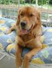 Golden Retriever Foto: TOPAS_18mt (ID 21051) Golden Retriever Hund