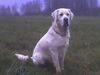 Golden Retriever Foto: CHARLY (ID 39061) Golden Retriever Hund