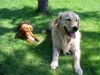 Golden Retriever Foto: Cico 2,5 Jahre mit seiner kleinen Schwester Elena (ID 13443) Golden Retriever Hund