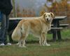 Golden Retriever Foto: WB 01.11.05 (ID 26707) Golden Retriever Hund