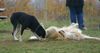 Golden Retriever Foto: WB 01.11.05 / 001 (ID 26708) Golden Retriever Hund