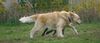Golden Retriever Foto: WB 01.11.05 / 002 (ID 26709) Golden Retriever Hund
