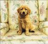 Golden Retriever Foto (ID 1369) Golden Retriever Hund